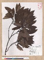 Machilus mushaensis Lu 霧社楨楠