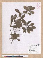 Litsea hypophaea Hayata 小梗木薑子(黃肉樹)