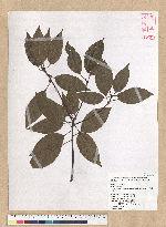 Neolitsea parvigemma (Hayata) Kanehira & Sasaki 小芽新木薑子