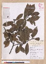 Litsea elongata (Wall. ex Nees) Benth. et Hook. f. var. mushaensis (Hayata) J. C. Liao 霧社木薑子