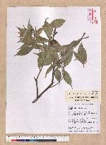 Pasania konishii (Hayata) Schottky 油葉石櫟