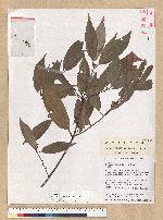 Neolitsea aciculata (Blume) Koidz. var. variabillima (Hayata) J. C. Liao 變葉新木薑子