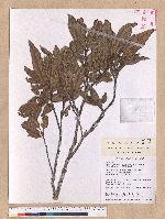 Quercus spinosa A. David ex Fr. 高山櫟