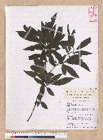 Litsea cubeba (Lour.) Persoon 山胡椒