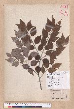 Lindera aggregata (Sims) Kosterm. 天臺烏藥