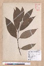 Cinnamomum pseudomelastoma (Laio  Kuo et Lin) Liao 野牡丹葉肉桂