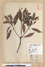 Machilus thunbergii Siebold & Zucc. 紅楠(豬腳楠)