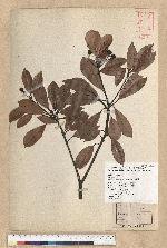 Machilus thunbergii Siebold & Zucc. 紅楠(豬腳楠)
