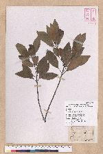 Litsea coreana H. Levl. 鹿皮斑木薑子