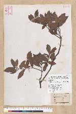 Machilus obovatifolia (Hayata) Kanehira & Sasaki 倒卵葉楠
