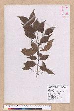 Cinnamomum brevipedunculatum C. E. Chang 小葉樟