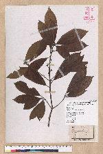 Litsea elongata (Wall. ex Nees) Benth. et Hook. f. var. mushaensis (Hayata) J. C. Liao 霧社木薑子