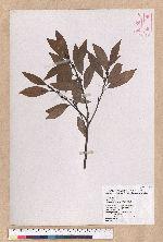 Litsea elongata (Wall. ex Nees) Benth. et Hook. f. var. mushaensis (Hayata) J. C. Liao 霧社木薑子