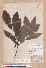 Cyclobalanopsis glauca (Thunb.) Oerst. 青剛櫟