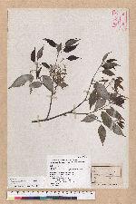 Cyclobalanopsis salicina (Blume) Oerstedt 白背櫟