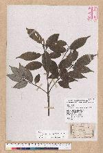 Cyclobalanopsis salicina (Blume) Oerstedt 白背櫟