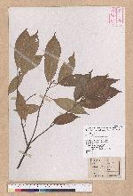 Cyclobalanopsis glauca (Thunb.) Oerst. 青剛櫟