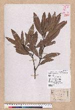 Pasania dodonaeifolia (Hayata) Hayata 柳葉柯