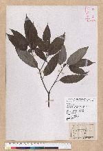 Cyclobalanopsis stenophylloides (Hayata) Kudo & Masamune ex Kudo 狹葉櫟