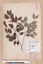 Lindera aggregata (Sims) Kosterm. 天臺烏藥