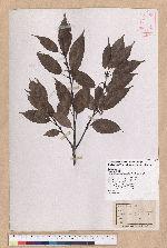 Cyclobalanopsis glauca (Thunb.) Oerst. 青剛櫟