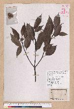 Cyclobalanopsis glauca (Thunb.) Oerst. 青剛櫟