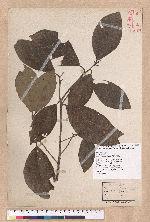 Litsea akoensis Hayata 屏東木薑子