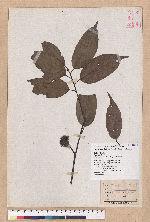 Castanopsis kawakamii Hayata 大葉苦櫧