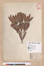 Pasania dodonaeifolia (Hayata) Hayata 柳葉柯