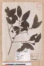 Beilschmiedia erythrophloia Hayata 瓊楠