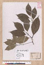 Cinnamomum kanehirai Hayata 牛樟