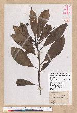 Machilus japonica Siebold et Zucc. var. kusanoi (Hayata) Liao 大葉楠