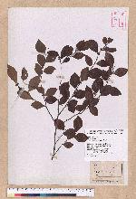 Lindera akoensis Hayata 內冬子
