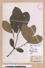 Litsea akoensis Hayata 屏東木薑子