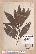 Litsea acuminata (Blume) Kurata 長葉木薑子