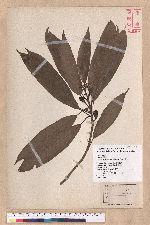 Litsea acuminata (Blume) Kurata 長葉木薑子