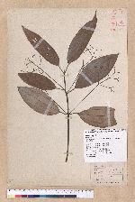 Cinnamomum pseudomelastoma (Laio  Kuo et Lin) Liao 野牡丹葉肉桂