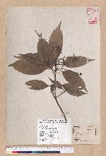Pasania glabra (Thunb.) Oerst. 子彈石櫟