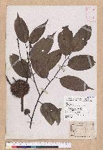 Castanopsis kawakamii Hayata 大葉苦櫧