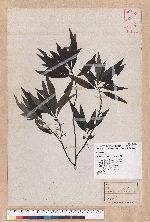 Litsea cubeba (Lour.) Persoon 山胡椒