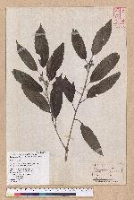 Cyclobalanopsis stenophylloides (Hayata) Kudo & Masamune ex Kudo 狹葉櫟