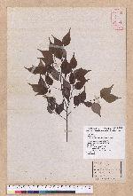 Lindera aggregata (Sims) Kosterm. 天臺烏藥