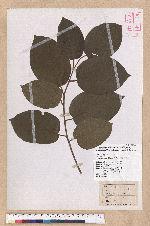 Litsea perrttetii (Blume) F.-Vill. 佩羅特木薑子