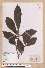 Litsea nakaii Hayata 長果木薑子