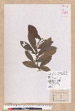Litsea elongata (Wall. ex Nees) Benth. et Hook. f. var. mushaensis (Hayata) J. C. Liao 霧社木薑子