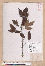 Lindera communis Hemsl. 香葉樹