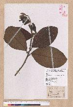 Litsea akoensis Hayata var. chitouchiaoensis Liao 竹頭角木薑子