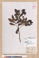 Litsea hypophaea Hayata 小梗木薑子(黃肉樹)