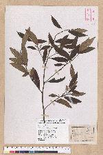Litsea morrisonensis Hayata 玉山木薑子