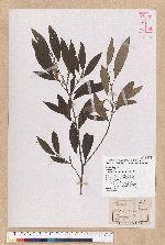 Litsea morrisonensis Hayata 玉山木薑子